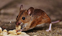 24 Hour & Emergency Exterminators in Fort Neal, WV